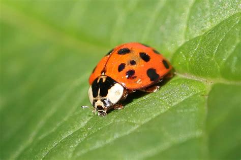 11 Colorful Bugs That Look Like Ladybugs Az Animals
