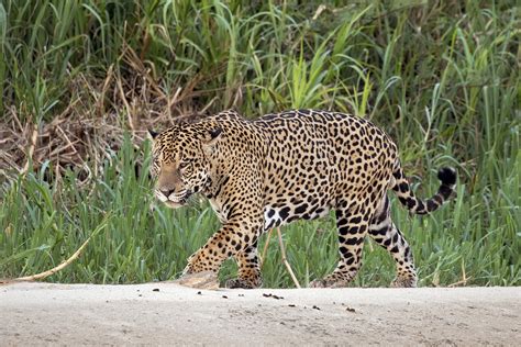 Brazil Wetland Fires Threaten Jaguar Reserve Courthouse News Service