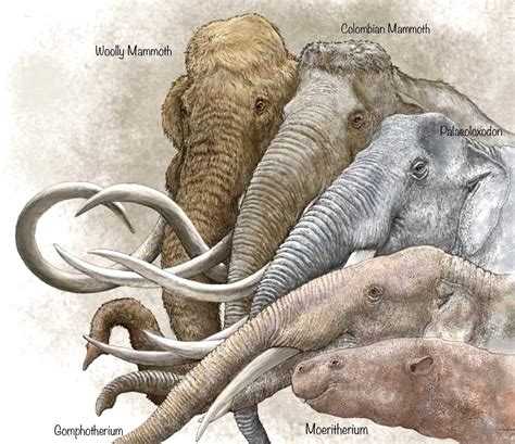 Prehistoric Evolution Of Elephants Pré História Animais Extintos