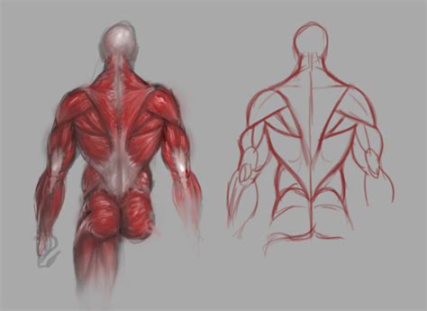 Skeletal muscles, commonly called muscles, are organs of the vertebrate muscular system that are mostly attached by tendons to bones of the skeleton. Back muscles study by GuillermoRamirez on DeviantArt