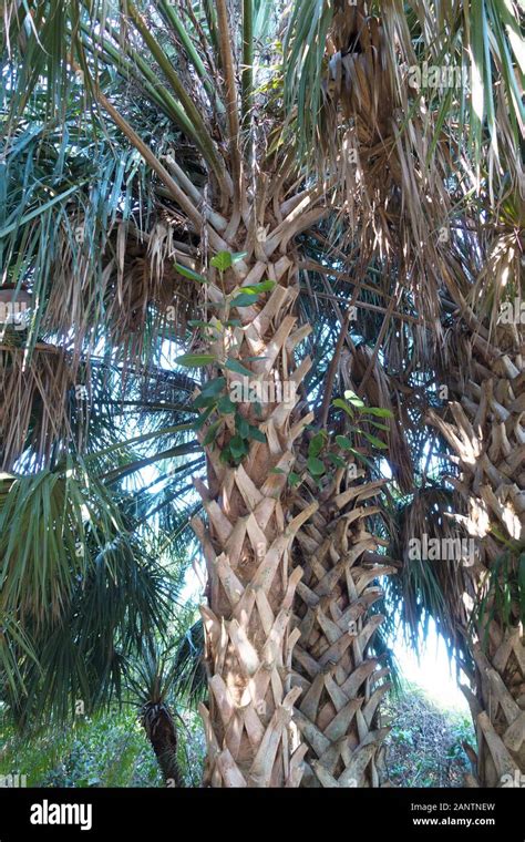 Sabal Riverside Palm At Marie Selby Botanical Gardens In Sarasota