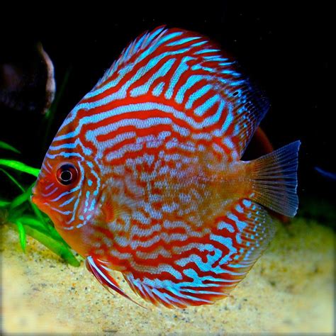 Discus Fish Fresh Water Fish Tank Tropical Fish Aquarium
