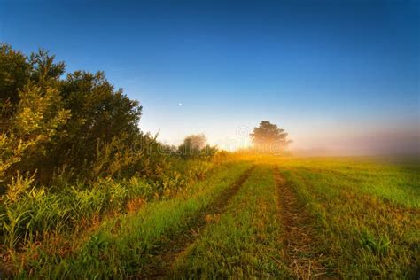 Foggy Sunny Morning On The Summer Field Misty Panorama Stock Image