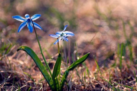 Tiny Blue Flowers Yorkd Flickr