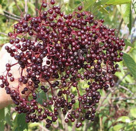 Elderberry Center For Crop Diversification