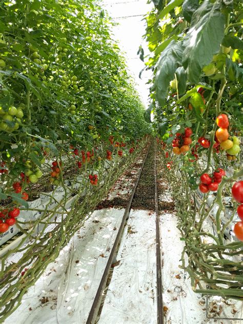 How Tomatoes Are Grown In Highly Efficient Greenhouses Foodcrumbles