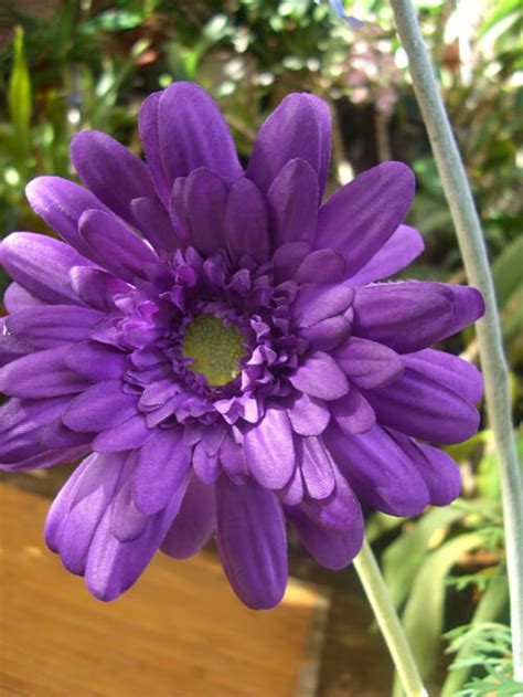 Top fake purple flowers results | result id: 12 Purple Silk Gerbera Daisy Flowers