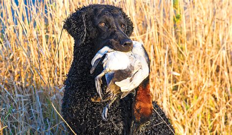 Two other breeds have a very. Meat Dogs: The Curly-Coated Retriever - Gun Dog