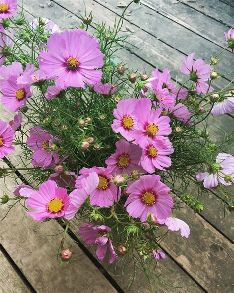 Cosmos Varieties - The Blooming Farmhouse