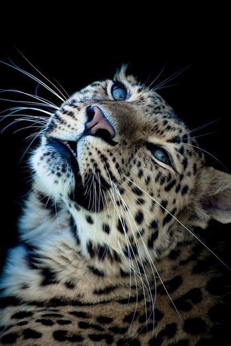 Snow Leopard Wonderful Blue Eyes Animals Beautiful Cats Animals Wild