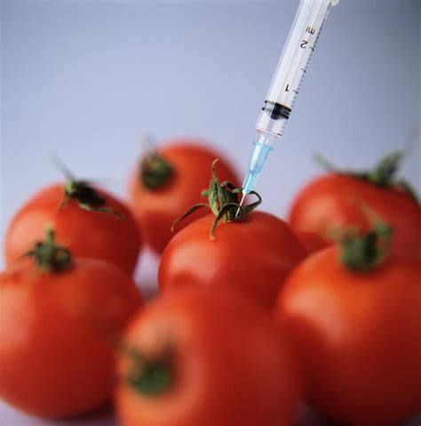 Genetic modification occurs when the dna of one living thing is added into the dna of another so that a 'desirable' trait. Genetic Modification Of Tomatoes Photograph by Cristina ...