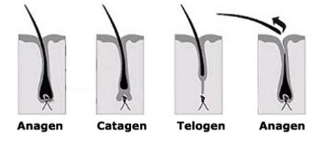 Understanding your natural hair growth cycle 1 is the primary aspect of your journey to combat hair loss. UNDERSTANDING HOW OUR HAIR GROWS - Body4Real.co.uk