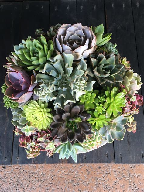 Also, grow small succulents around the plant and embellish it with decorative gravel. Succulent Arrangement in Los Angeles, CA | Flowers With Love