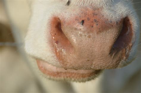 Cow Nose Free Image Download