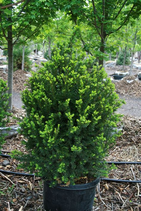 Yew Hicks For Sale In Boulder Colorado