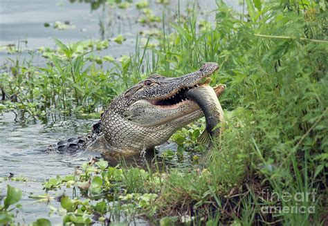 Alligator Eating A Large Fish Photograph By Svetlana Foote Pixels