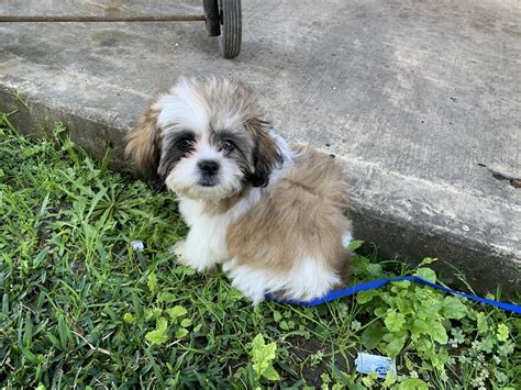 Shih Tzu Puppies For Sale | East Mount Houston Road, TX #321511
