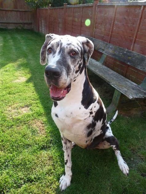 It's not a fracture.you see there is no swelling on my leg. Tribute to Ami, the Osteosarcoma Bone Cancer Great Dane Hero