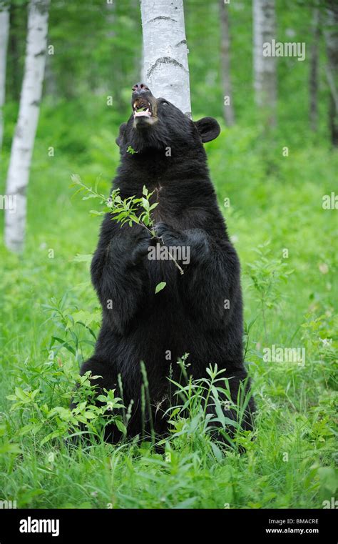Black Bear In Forest Minnesota Usa Stock Photo Alamy