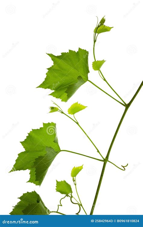 Branch Of Grapevine Isolated On White Background Vine Grapes Young