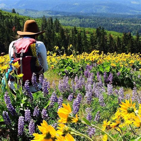 10 Oregon Wildflower Hikes That Are Blooming Right Now Oregon Road