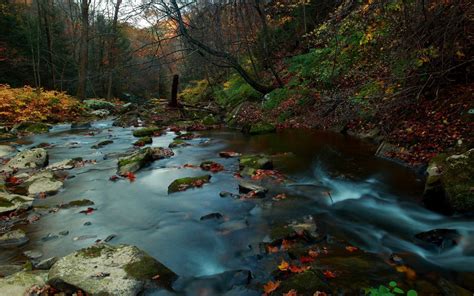 Hintergrundbilder 2560x1600 Px Fallen Wald Blätter Natur Fluss