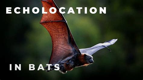 Echolocation In Bats Youtube