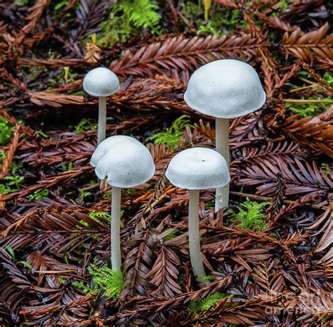 Wild Mushrooms 8b0623 Photograph By Stephen Parker