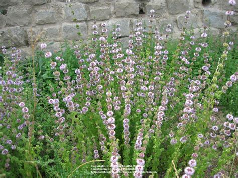 Photo Of The Entire Plant Of Pennyroyal Mentha Pulegium Posted By