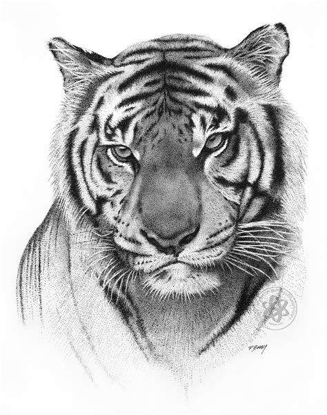 Dibujos Tigres A Lapiz Imagui Dibujos De Colorear