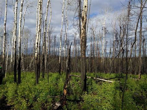 Wildfires In Canadian Southern Boreal Forests Releasing Significant