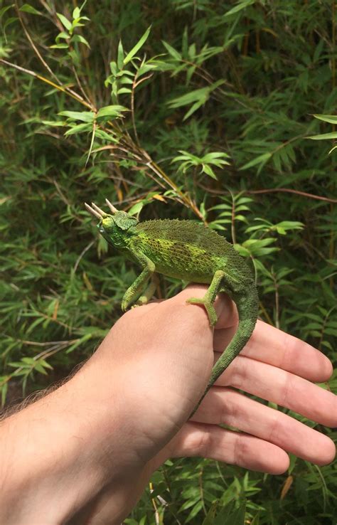 Found This Wild Lil Cham On A Bush In Maui R Chameleons