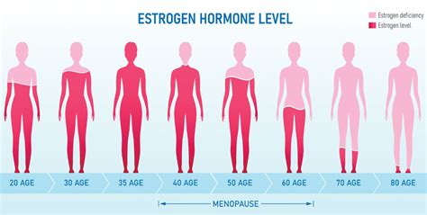 Female Sex Hormones Types Role And Effects Health Web Magazine