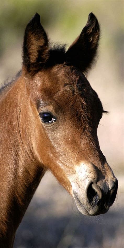 A Small Brown Horse Standing On Top Of A Dirt Field Next To A Grass