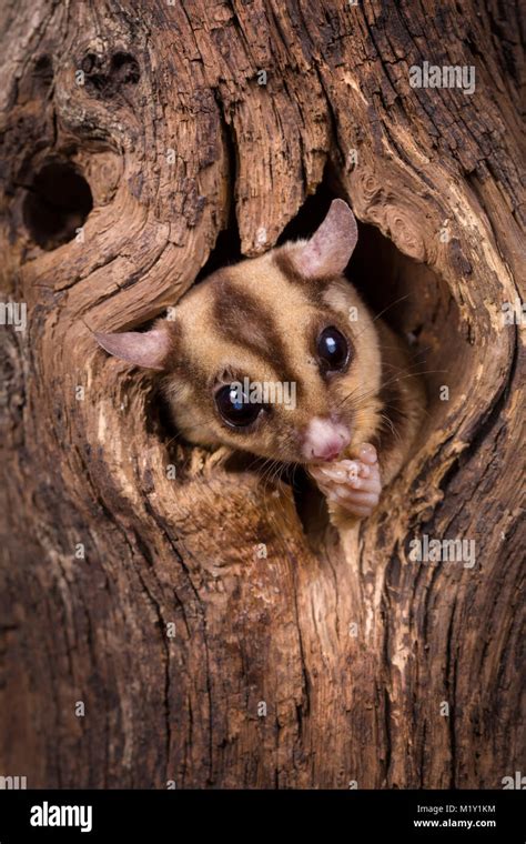 Closeup Of A Sugar Glider Squirrel Peeking Out Of A Tree Hole Stock