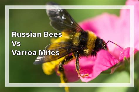 Weekly Beesearch Russian Bees Vs Varroa Mites Pacedocs