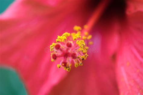 Extreme Close Up Of A Colourful Flower Stamen And Stigma Stock Image