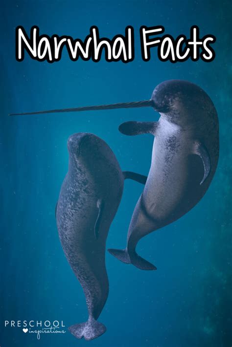 Narwhal Fun Facts For Kids Preschool Inspirations