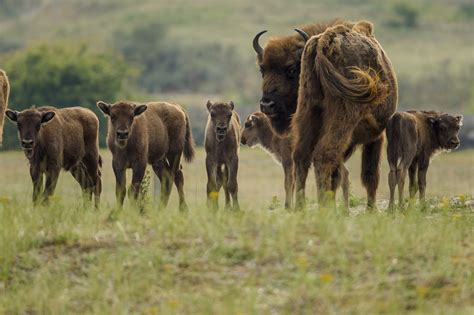 18 Newborn European Bison In The European Rewilding Network Areas