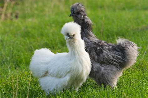Breed Of Chickens Silkie