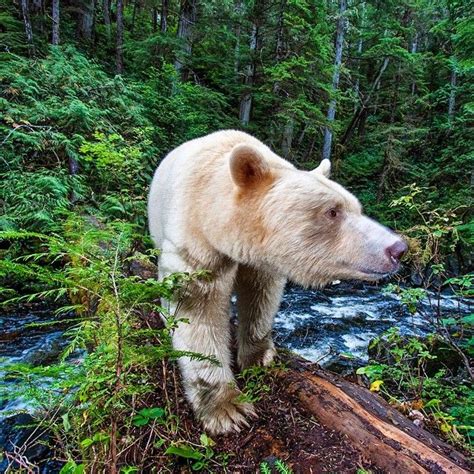 A Rare Encounter With A Kermode Bear Aka Spirit Bear In The Great