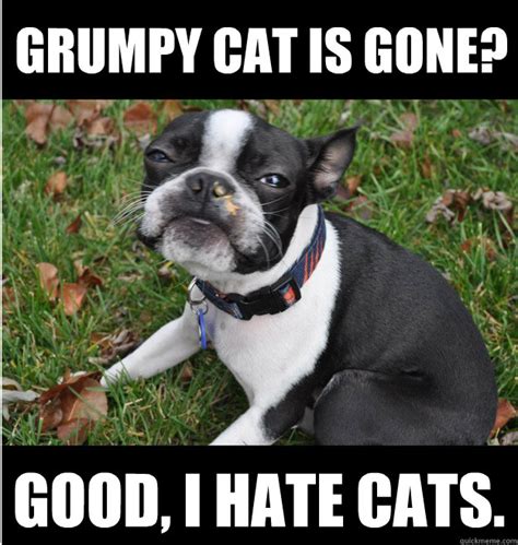 Grumpy Dog Memes Quickmeme