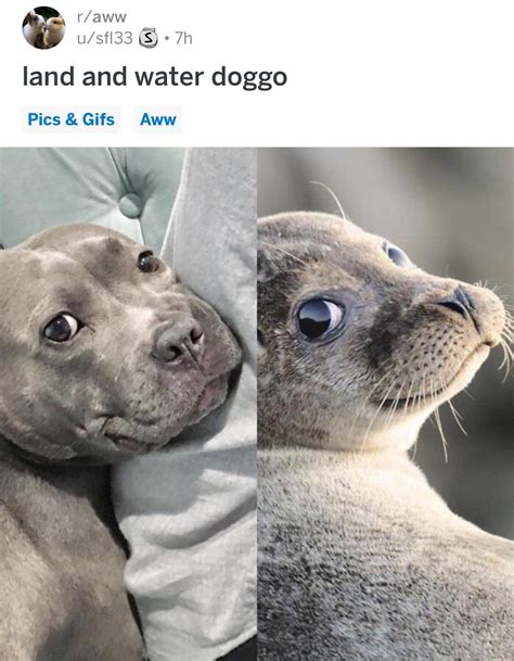 Land Doggo And Sea Doggo Rdoppleganger