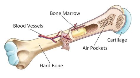 Red bone marrow refers to the red colored tissue where there are reticular networks that are critical in the production and development of blood cells. Toby & Mike Biology: The Human Skeleton