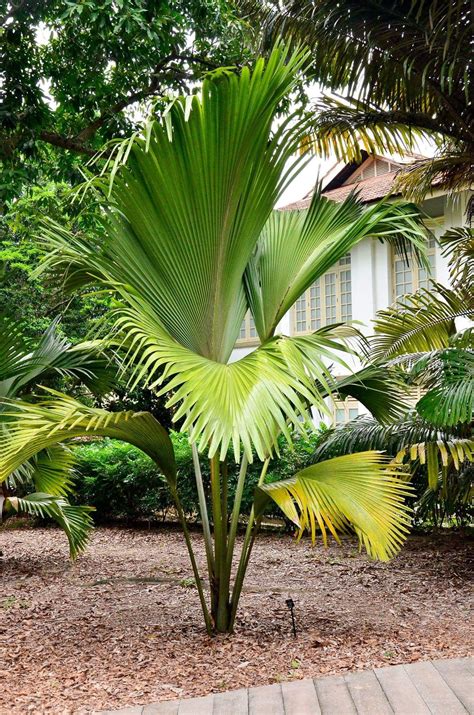 Lodoicea Palm Garden Tropical Garden Design Tropical Backyard