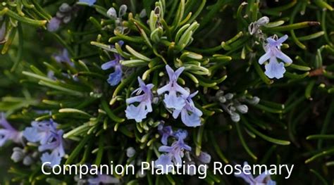 Basil is said to help in repelling or confusing pests drawn to members of the nightshade. Companion Planting Rosemary | Growing Guides