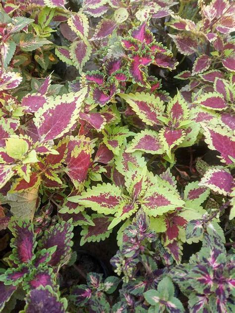 Coleus Blumei Rainbow Mix Open Pollination Seeds Seed And Plant