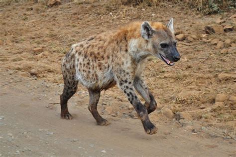 Run Hyena Run Hyenas