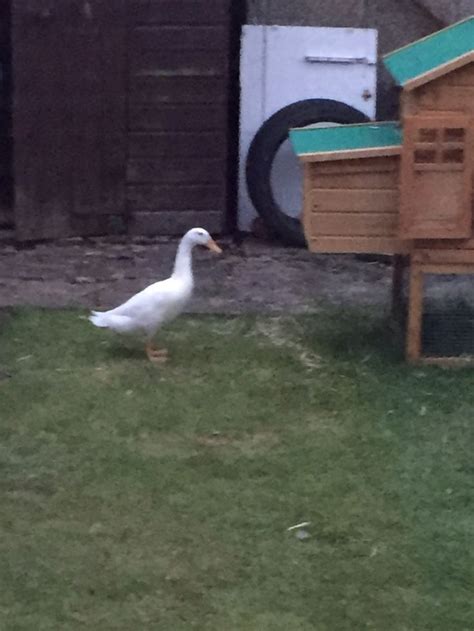 While many believe that the breed must have originated in india because of its name, this is not entirely true. Pin by Linda brennan on Indian runner duck | Runner ducks ...