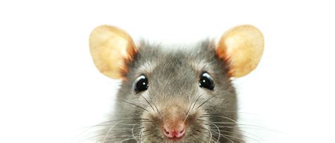 Las Ratas Como Mascota Un Animal Sociable Y Cariñoso Hogarmania